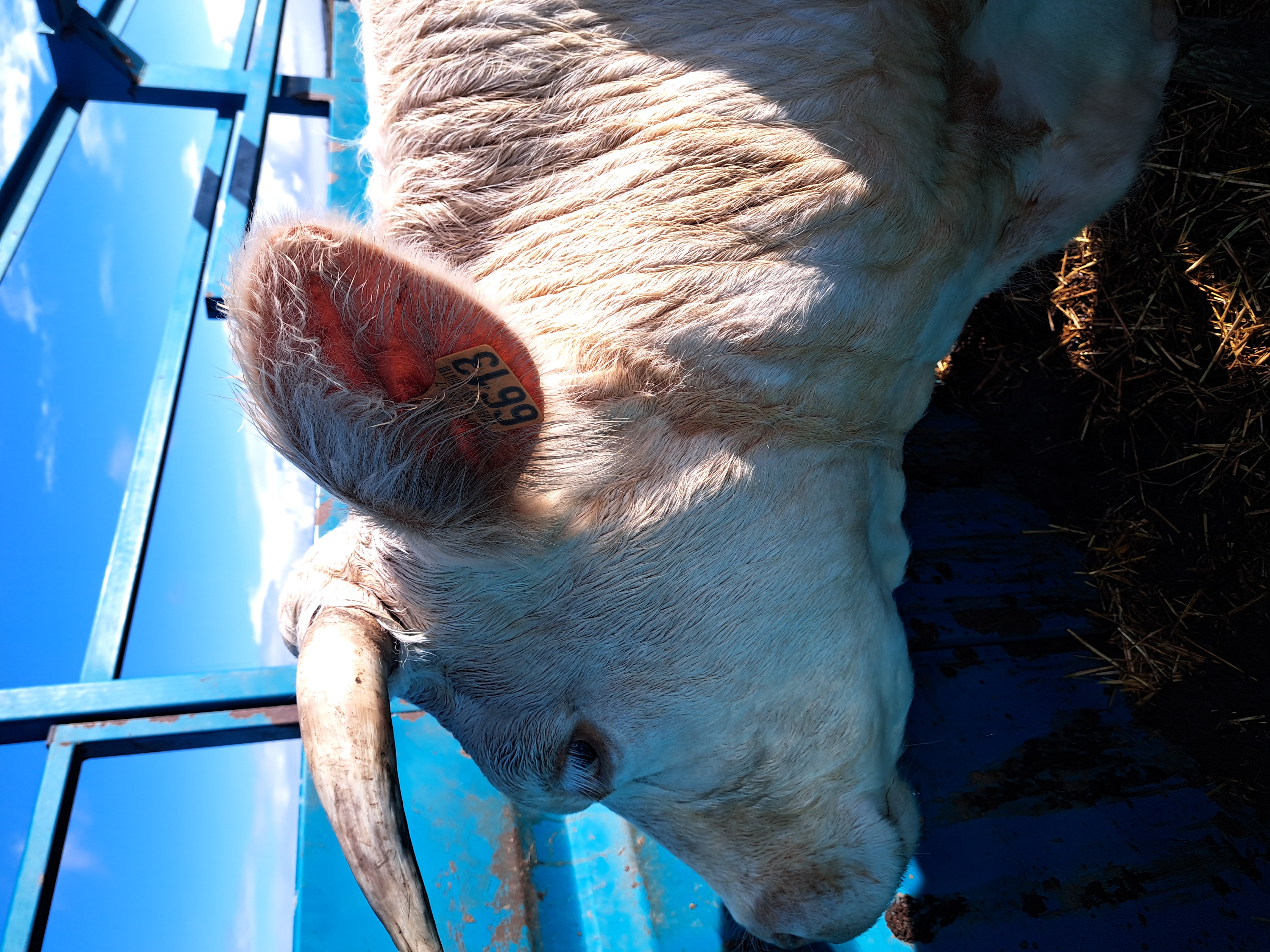 Fléchage magnifique vache Charolaise
